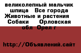 великолепный мальчик шпица - Все города Животные и растения » Собаки   . Орловская обл.,Орел г.